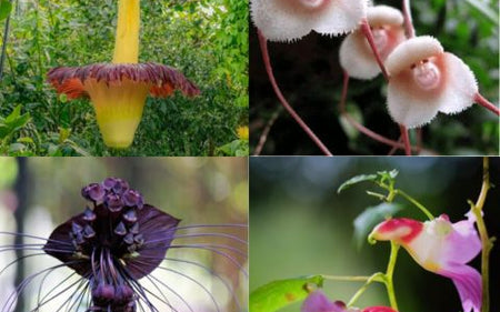 The 5 Most Unusual Flowers