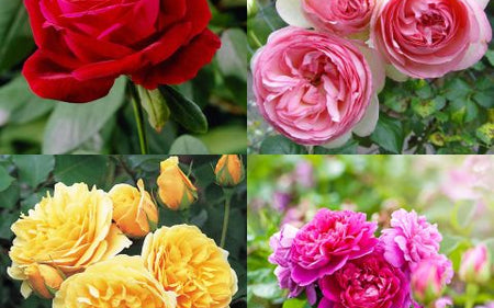 Types of Roses